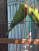 Indian ringneck pair